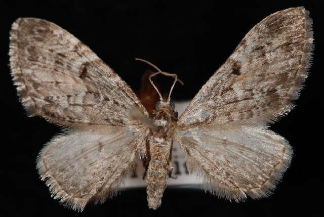 Image of Eupithecia harrisonata MacKay 1951