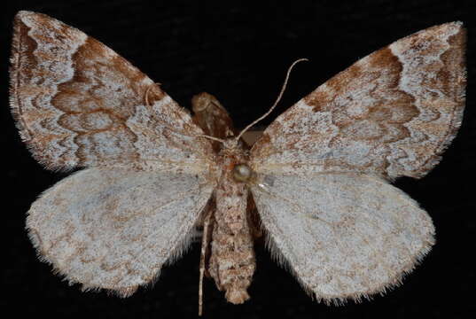 Image of Eulithis destinata Möschler 1860