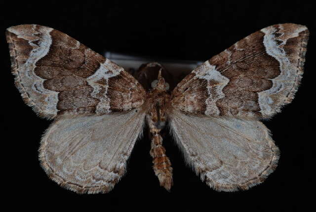 Image of Northwestern Phoenix Moth
