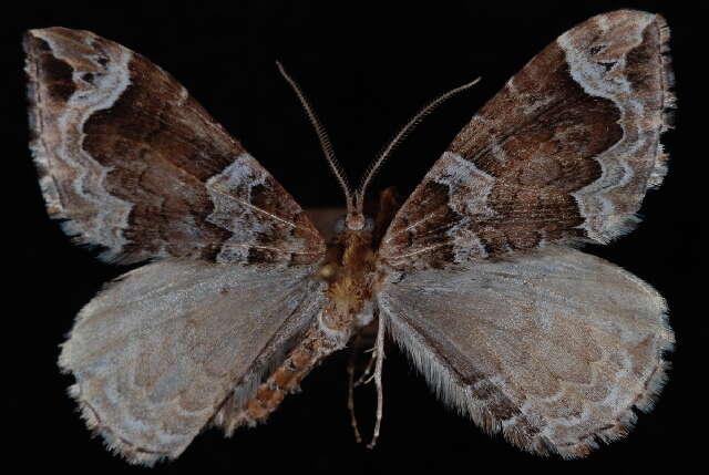 Image of Northwestern Phoenix Moth