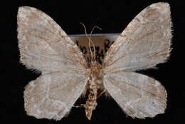 صورة Ceratodalia gueneata Packard 1876