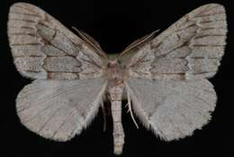 Image of Nepytia umbrosaria Packard 1874