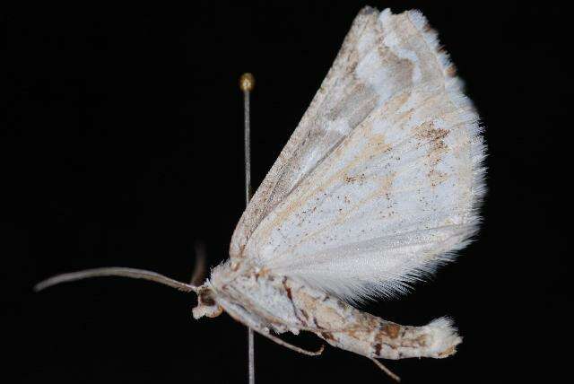 Image of Sagebrush Girdle