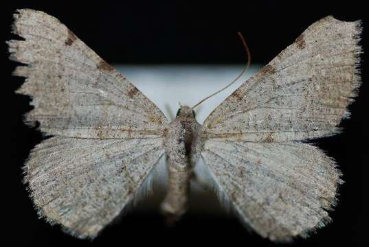 Image of <i>Digrammia delectata</i>