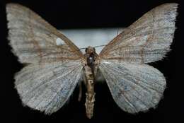 Image of Dark-bordered Granite