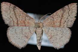 Image of Cyclophora dataria Hulst 1887