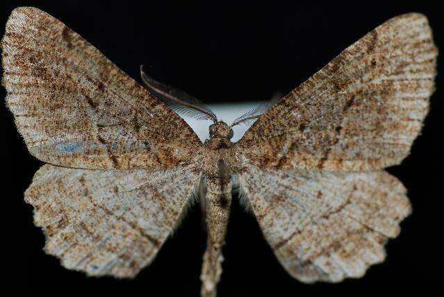 Image of Brownlined Looper