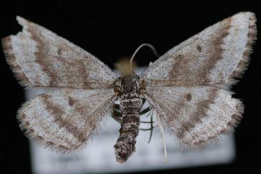 Image of Scopula septentrionicola McDunnough 1939