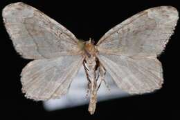 صورة Ceratodalia gueneata Packard 1876