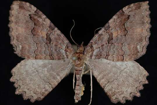 Image of Tissue Moth