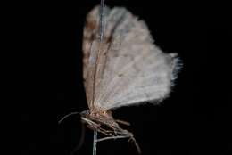 Image of Pearsall's Carpet Moth