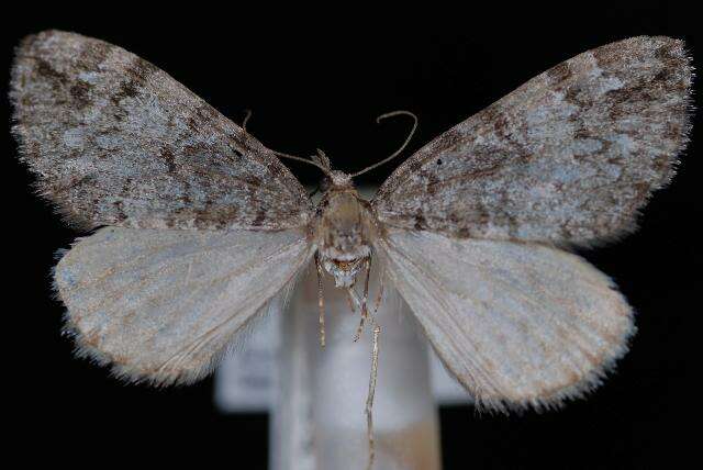 Image of Hydriomena morosata Barnes & McDunnough 1917