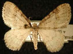 Image of Pearsall's Carpet Moth