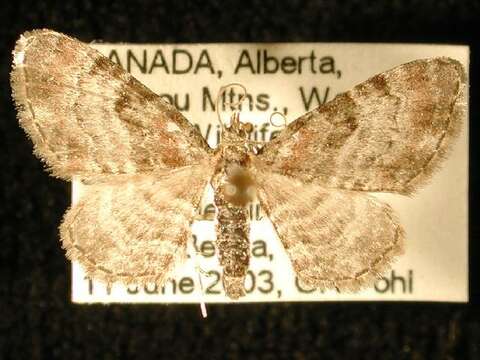 Image of Eupithecia albicapitata Packard 1876