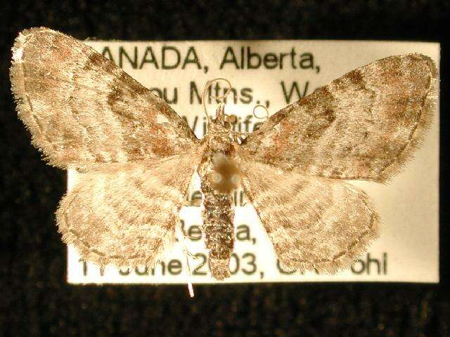 Image of Eupithecia albicapitata Packard 1876