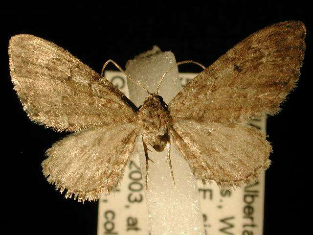 Image of Eupithecia gelidata Möschler 1860