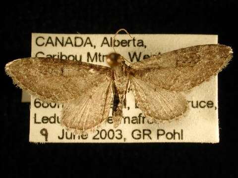 Слика од Eupithecia gelidata Möschler 1860