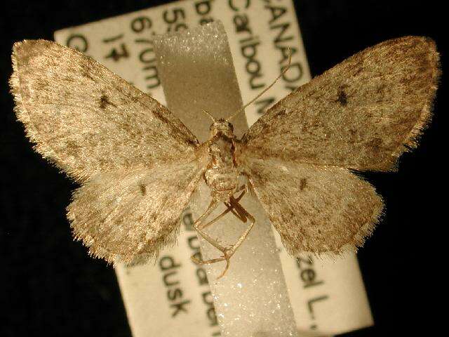 Image of <i>Eupithecia sharronata</i>