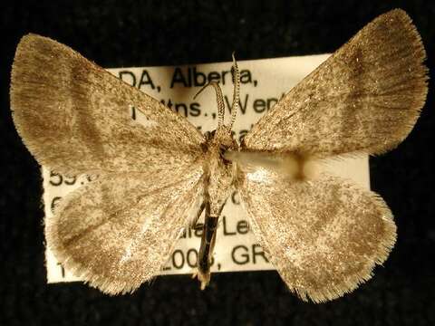 Image of Cabera borealis Hulst 1896