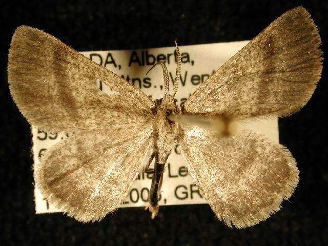 Image of Cabera borealis Hulst 1896