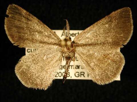 Image of Cabera borealis Hulst 1896