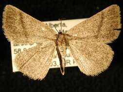 Image of Cabera borealis Hulst 1896