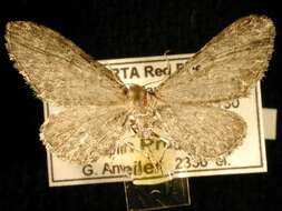 Слика од Eupithecia lachrymosa Hulst 1900