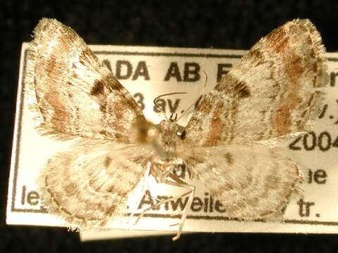 Image of Eupithecia albicapitata Packard 1876