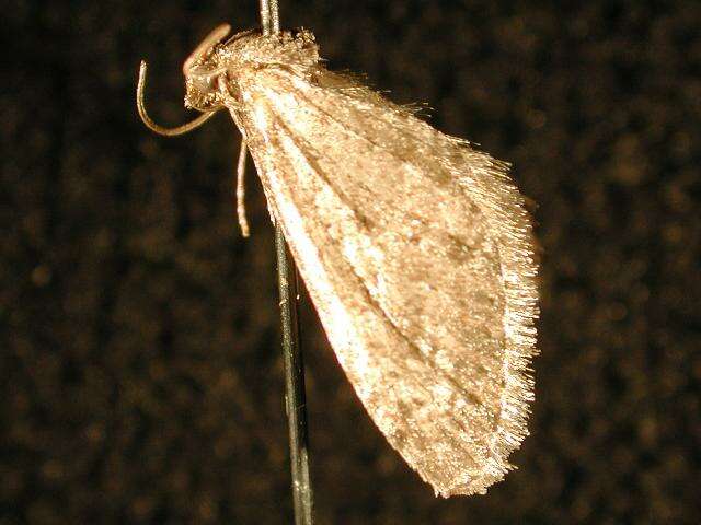 Image of Eupithecia nimbicolor Hulst 1896