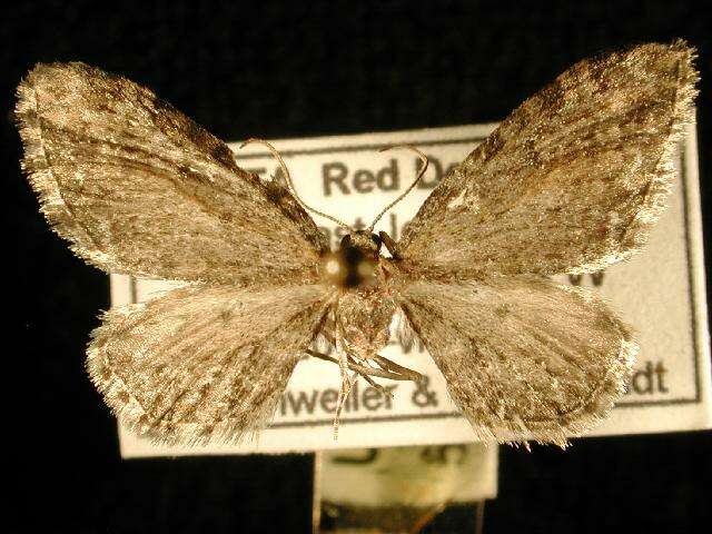 Слика од Eupithecia lachrymosa Hulst 1900