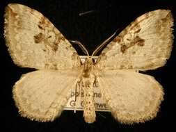 Image of <i>Xanthorhoe algidata</i>