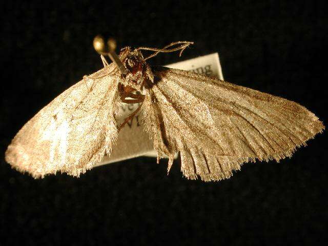 Image of Eupithecia behrensata Packard 1876