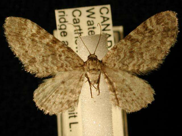 Image of <i>Eupithecia lafontaineata</i>