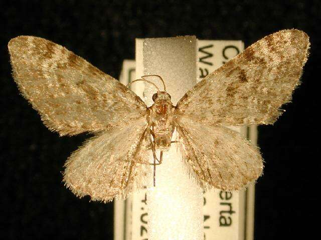 Image of Eupithecia niveifascia Hulst 1898