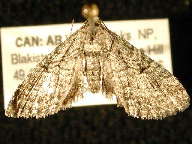 Image of <i>Eupithecia niphadophilata</i>