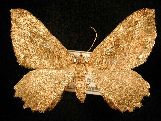 صورة <i>Coryphista meadii</i>