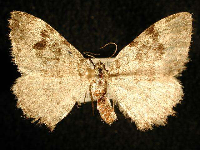 Image of Xanthorhoe ramaria Cassino & Swett 1920