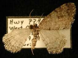 Image of Pearsall's Carpet Moth