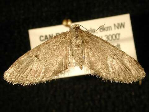 Image of Eupithecia pseudotsugata MacKay 1951