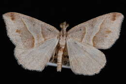 صورة <i>Macaria lorquinaria</i>