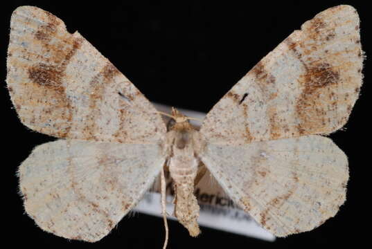 Image of Macaria plumosata (Barnes & McDunnough 1917)