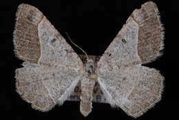 Image of <i>Digrammia irrorata</i>