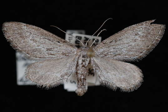 Image of Glaucina nephos Rindge 1959