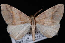 Image of Drepanulatrix bifilata Hulst 1880