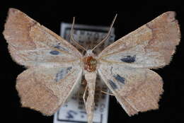 Image of <i>Eriplatymetra grotearia</i>