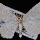 Image of Scopula fuscata Hulst 1887