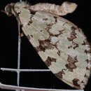 Image of Hydriomena costipunctata Barnes & McDunnough 1912