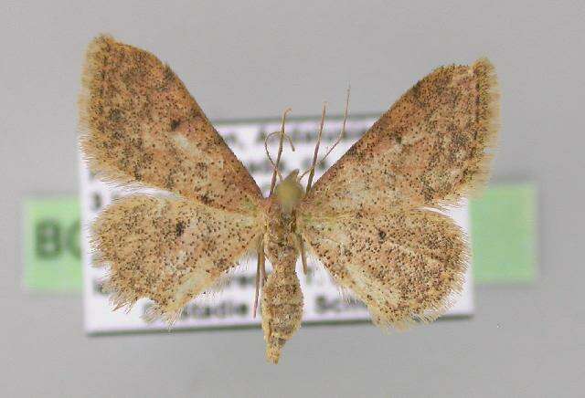 Image of Idaea urcitana Agenjo 1952