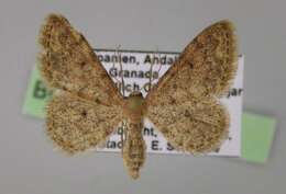 Image of Idaea urcitana Agenjo 1952