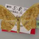 Image of <i>Idaea omari</i>